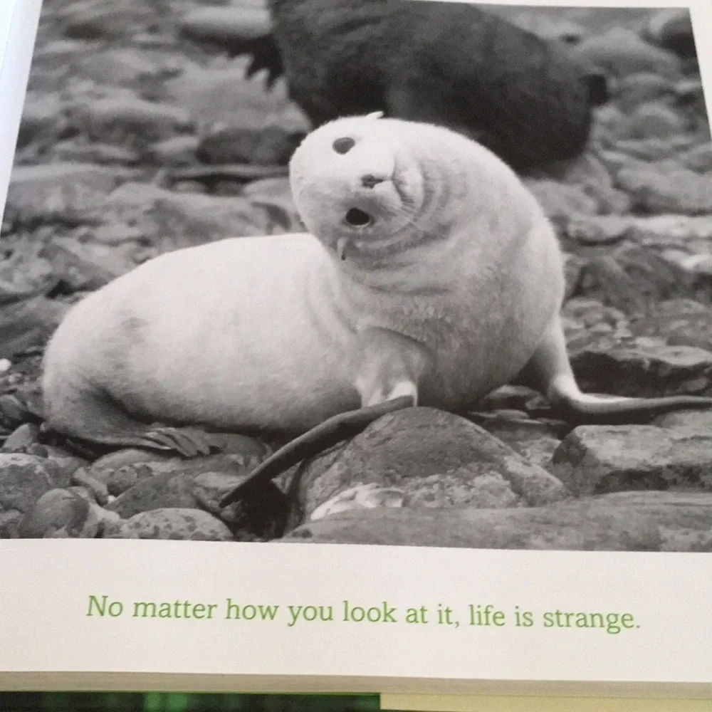 The Meaning of Life Bradley Trevor Greive Hardcover Book Animal Photos Gift